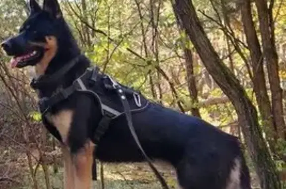 Собаки потеряшки, Брест, фото: Потеряшка собака, Дубровский пер. 6/1, Брест