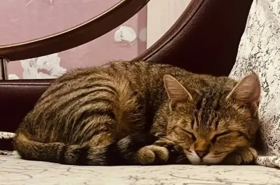 Потерянные животные Ноябрьск, фото: Пропала кошка, ул. Изыскателей, Ноябрьск