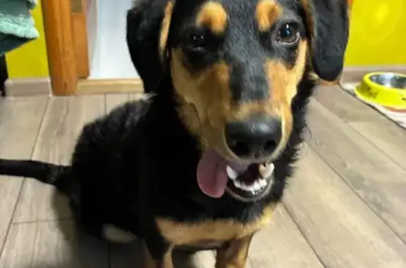 Такса найдена: пр. Карла Маркса, Ставрополь