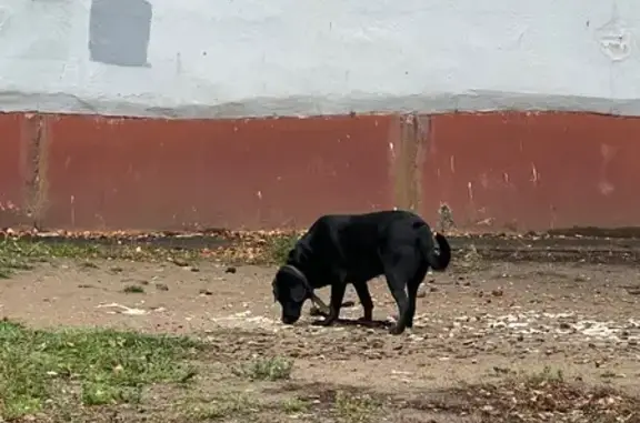 Собака найдена: ул. Космонавтов 14, Ярославль