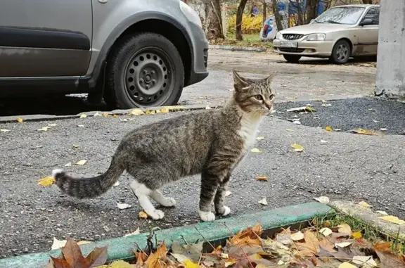 Кошка найдена на пр. Гагарина, 112А