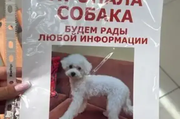 Пропала собака, ул. Волкова 6/3, Ростов-на-Дону