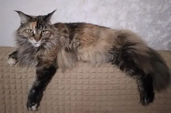 Пропала кошка в Зеленхозе, Улан-Удэ