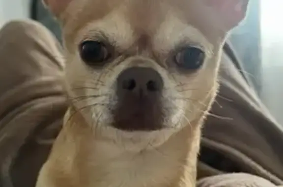 Пропала чихуахуа, Воткинское шоссе, 72