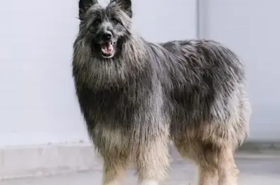 Пропала собака Зелёный переулок, 6, Наро-Фоминск