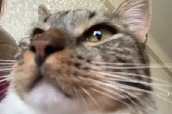 Пропала кошка, Омск, Батумская улица