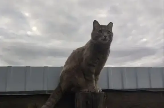 Пропала кошка, ул. Ольги Малых, Урик