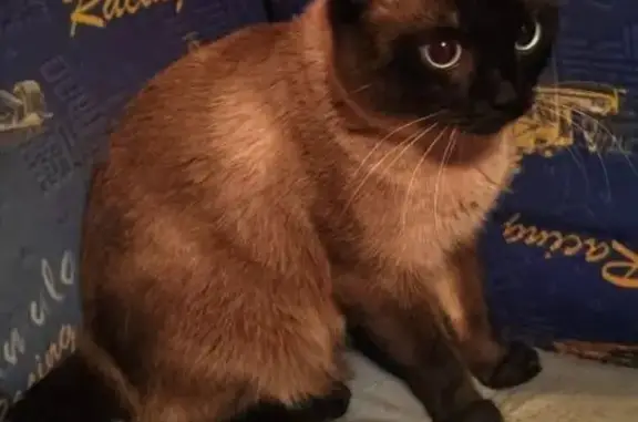 Кошки потеряшки, Томск, фото: Потеряшка кошка, ул. Энтузиастов, 7, Томск