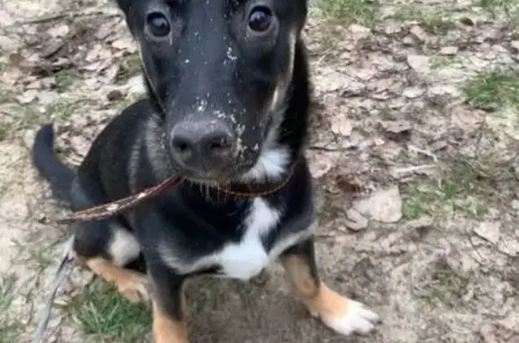 Пропала собака, ул. 9 Января, 19, Брянск