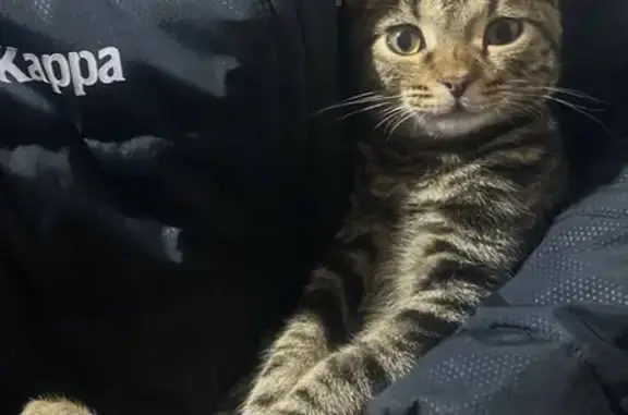 Пропал котенок, Горно-Алтайск, Оптовая база