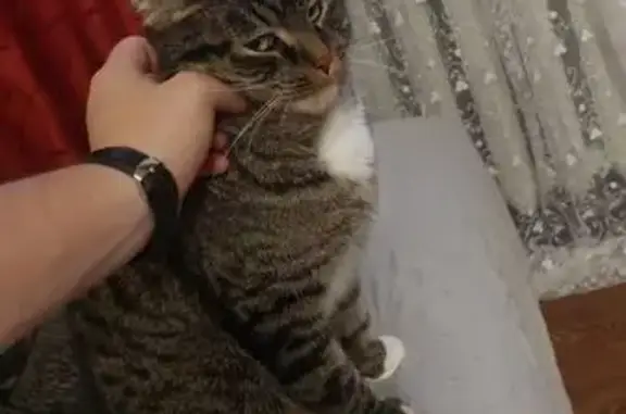 Кошки потеряшки, Ярославль, фото: Потеряшка кот Мотя, Индустриальная 39А