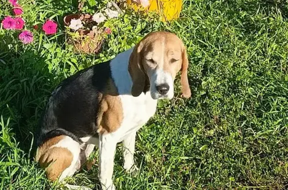 Собаки потеряшки, Челябинск, фото: Потеряшка собака, ул. Труда 84, Челябинск