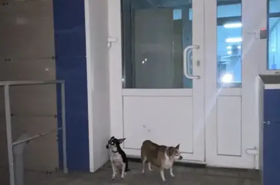 Найденные животные Новосибирск, фото: Найдены собаки на Ядринцевской, 53, Нск