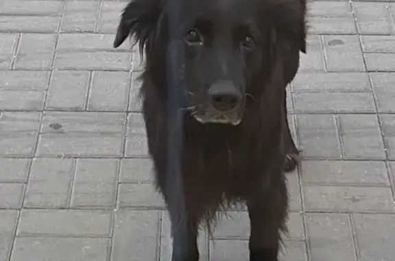 Собака найдена: пр. Соколова, 54, Ростов-на-Дону