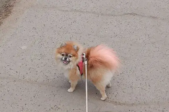 Собаки потеряшки, Киров, фото: Потеряшка собака в Кирове, Кировская обл.