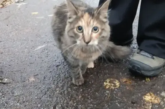 Найдена кошка, Санкт-Петербург, фото: Кошка найдена, ул. Турку, 2 к5, СПб