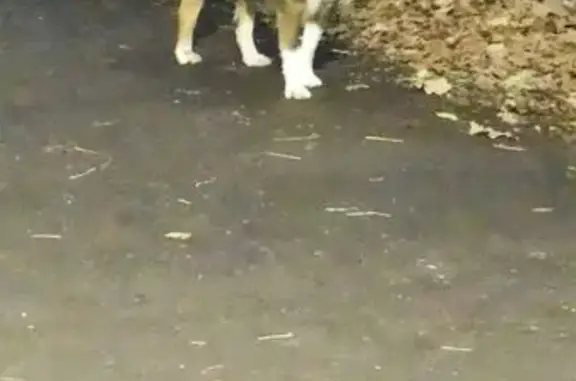 Собака найдена, Уфа, ул. Братьев Кадомцевых