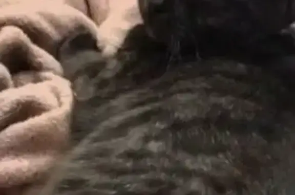 Пропала кошка, ул. Гончаренко 90В, Челябинск