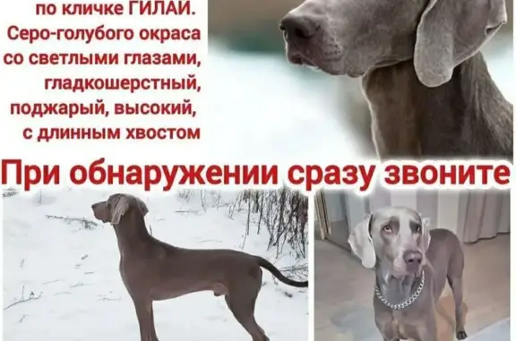 Пропала собака, Турунтаевское СП, Томск