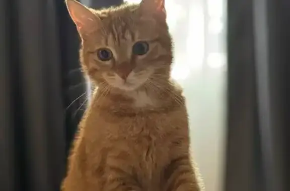 Кошки потеряшки, , фото: Потеряшка кошка, Олимпийская ул. 10