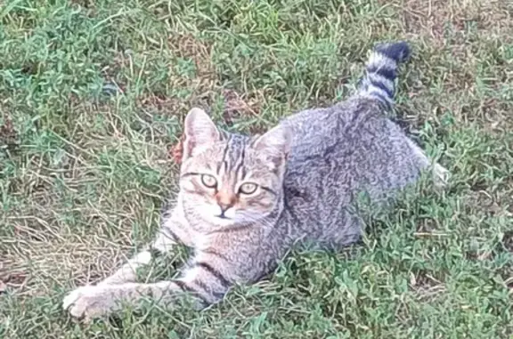 Кошки потеряшки, Россошь, фото: Потеряшка кошка, ул. Островского 35, Россошь