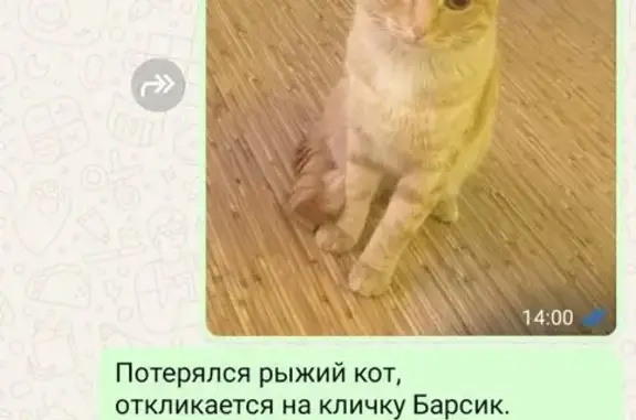 Пропала кошка на Комсомольской, Уфа