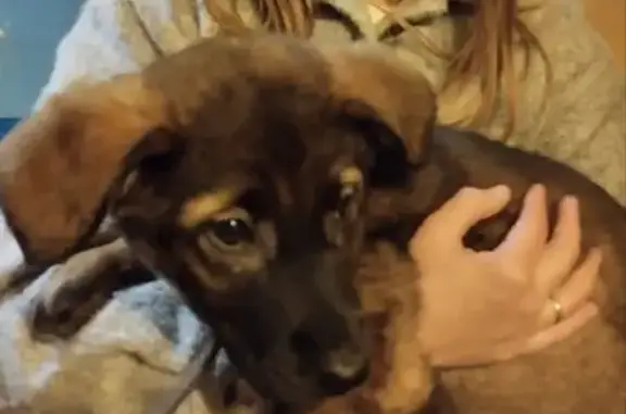 Найдена собака, Уфа, фото: Щенок найден на ул. Калинина, 1, Уфа