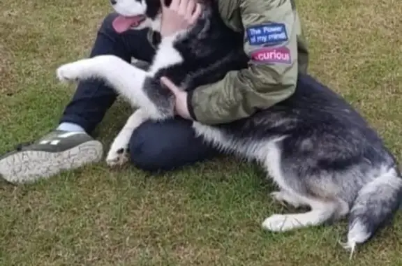 Собаки потеряшки, Тула, фото: Потеряшка собака, Тула, Крутоовражный проезд