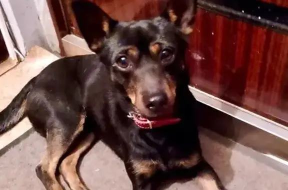 Собака найдена на 60 лет Октября, Красноярск