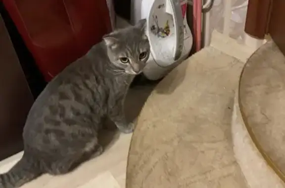 Найдена кошка, , фото: Кошка найдена: Новосёловское ш., Лесновка