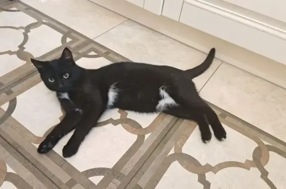 Найдена кошка, Ярославль, фото: Кошка найдена на Бабича, 10/22, Ярославль