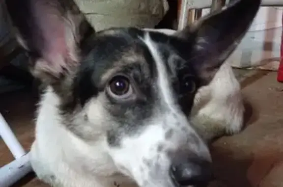 Найдена собака, , фото: Собака найдена на 4-й Западной улице, МО