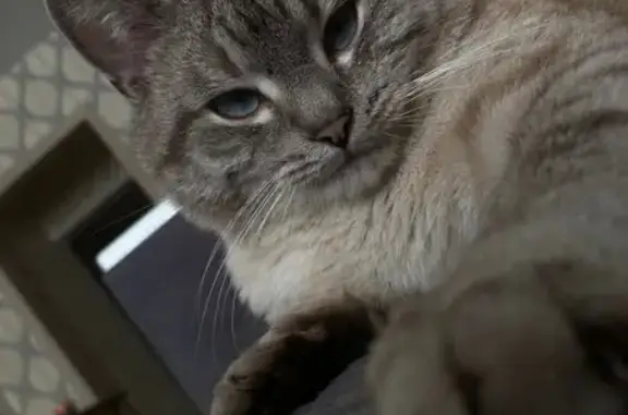 Пропала кошка, Хилокская ул., 10, Нск