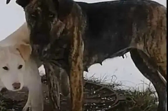 Пропала собака на Волгоградском проспекте, Москва