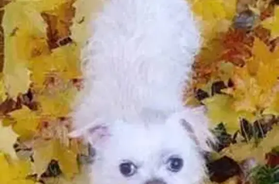 Пропала собака, Школьная ул., Малоярославец