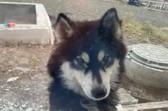 Найдена собака, Долгодеревенское, фото: Найдена собака, Окружная ул., Долгодеревенское