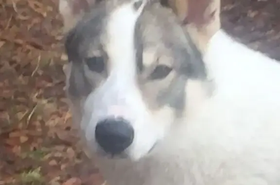 Пропала собака Лайка, Тюнёво, Тюмень