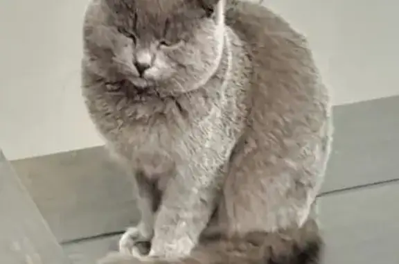 Кошка найдена: ул. Карла Маркса, 83, Уфа