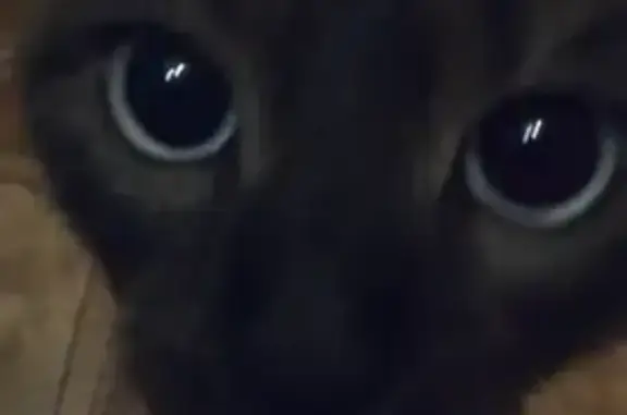 Сиамская кошка найдена, Омск, 4-я Кордная, 45