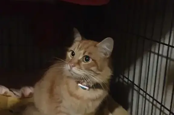 Найдена кошка, Москва, фото: Рыжий кот найден: ул. Проходчиков, 7 к2