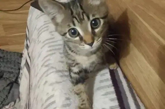 Пропал котенок, Казанское шоссе 10к4