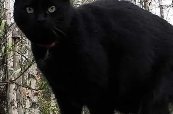 Кошки потеряшки, Ленинградская область, фото: Потеряшка кошка в СНТ Маяк, Новое Токсово