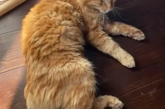 Пропала кошка Гаврик, Череповец