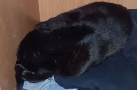 Кошки потеряшки, Новокузнецк, фото: Потеряшка кот, Циолковского 42, Новокузнецк