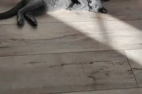 Кошки потеряшки, Барнаул, фото: Потеряшка кошка, ул. Тихонова, Барнаул