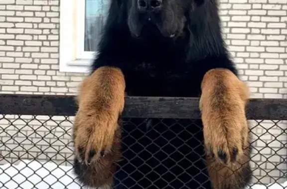 Пропала собака, ул. Войкова, 65, Кулебаки