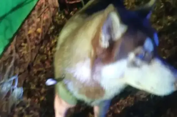 Найдена собака, Московская область, фото: Найдена хаски, МО, Кучи.