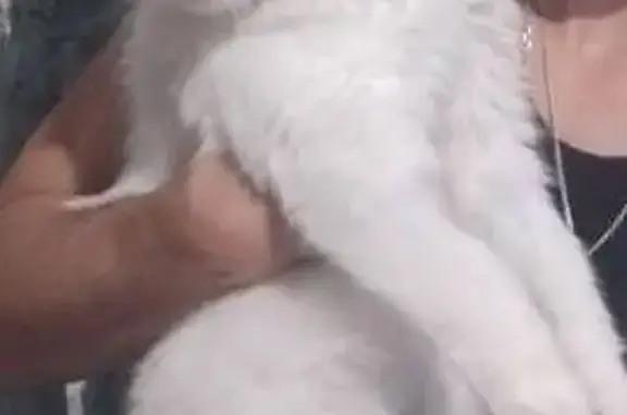 Кошки потеряшки, Ставрополь, фото: Потеряшка кошка, пр. Карла Маркса, Ставрополь