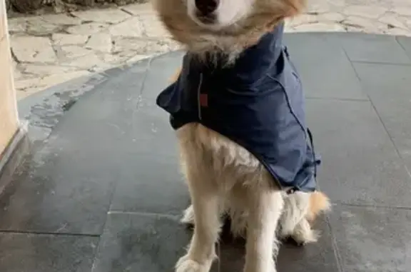 Собаки потеряшки, , фото: Потеряшка хаски, 2-я ул., 99, Абовян