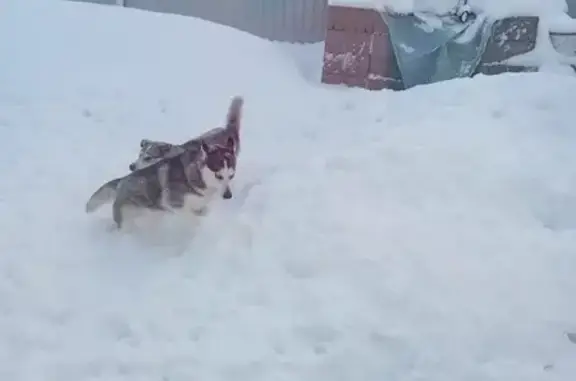 Собаки потеряшки, Старомусинский сельсовет, фото: Потеряшка хаски, Старомусинский с/с, РБ